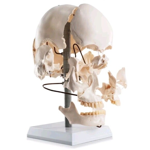 meditrainer Other - 22-Piece Exploded Human Skull Model, Full Size, Bone Color Disassembled Cranial